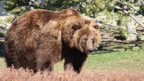 【破解幸福密钥】2025145大乐透软件深度解析，前区复式技巧大公开！解锁中奖秘籍，快来一探究竟！